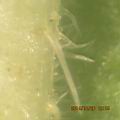 馬櫻丹-葉毛06.JPG