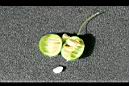 馬皎兒-種子00.jpg