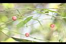 馬皎兒-紅實02.jpg