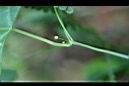 馬皎兒-花序02.jpg