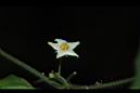 馬皎兒-雄花00.JPG