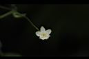 馬皎兒-雌花17.JPG