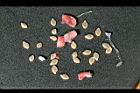馬皎兒-種子04.jpg