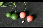 馬皎兒-紅實04.jpg