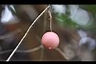 馬皎兒-紅實07.jpg