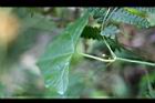 馬皎兒-花序01.jpg