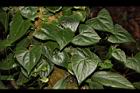 馬皎兒-葉01.JPG