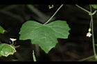 馬皎兒-葉正00.JPG