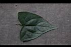 馬皎兒-葉正11.JPG