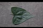 馬皎兒-葉正12.JPG