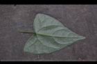 馬皎兒-葉背06.JPG