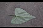 馬皎兒-葉背07.JPG
