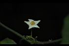 馬皎兒-雄花01.JPG