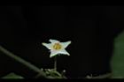 馬皎兒-雄花02.JPG