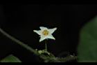 馬皎兒-雄花03.JPG