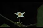 馬皎兒-雄花04.JPG