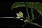 馬皎兒-雄花06.JPG