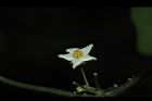 馬皎兒-雄花08.JPG