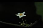 馬皎兒-雄花09.JPG