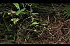 馬皎兒-雌花00.JPG