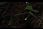 馬皎兒-雌花04.JPG