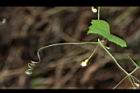 馬皎兒-雌花06.JPG
