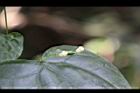 馬皎兒-雌花07.JPG