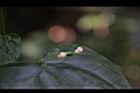 馬皎兒-雌花08.JPG