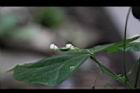 馬皎兒-雌花10.JPG