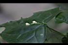 馬皎兒-雌花11.JPG