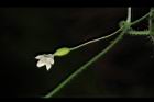 馬皎兒-雌花13.JPG