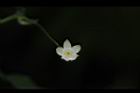 馬皎兒-雌花16.JPG