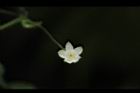 馬皎兒-雌花18.JPG
