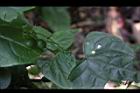 馬皎兒-青實04.JPG