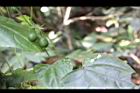馬皎兒-青實05.JPG