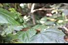 馬皎兒-青實06.JPG