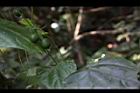 馬皎兒-青實08.JPG