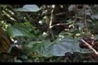 馬皎兒-青實09.JPG
