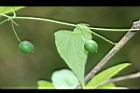 馬皎兒-青實10.jpg