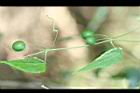 馬皎兒-青實11.jpg