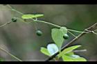 馬皎兒-青實13.jpg