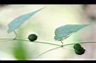 馬皎兒-青實14.jpg