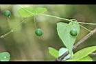 馬皎兒-青實16.jpg