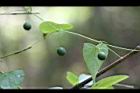 馬皎兒-青實18.jpg