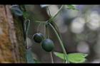 馬皎兒-青實25.JPG