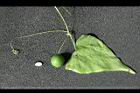 馬皎兒-青實32.jpg