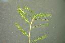 馬藻19.JPG