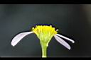 馬蘭-管狀花01.jpg