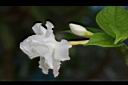 馬蹄花-花05.JPG