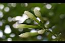 馬蹄花-花苞00.JPG